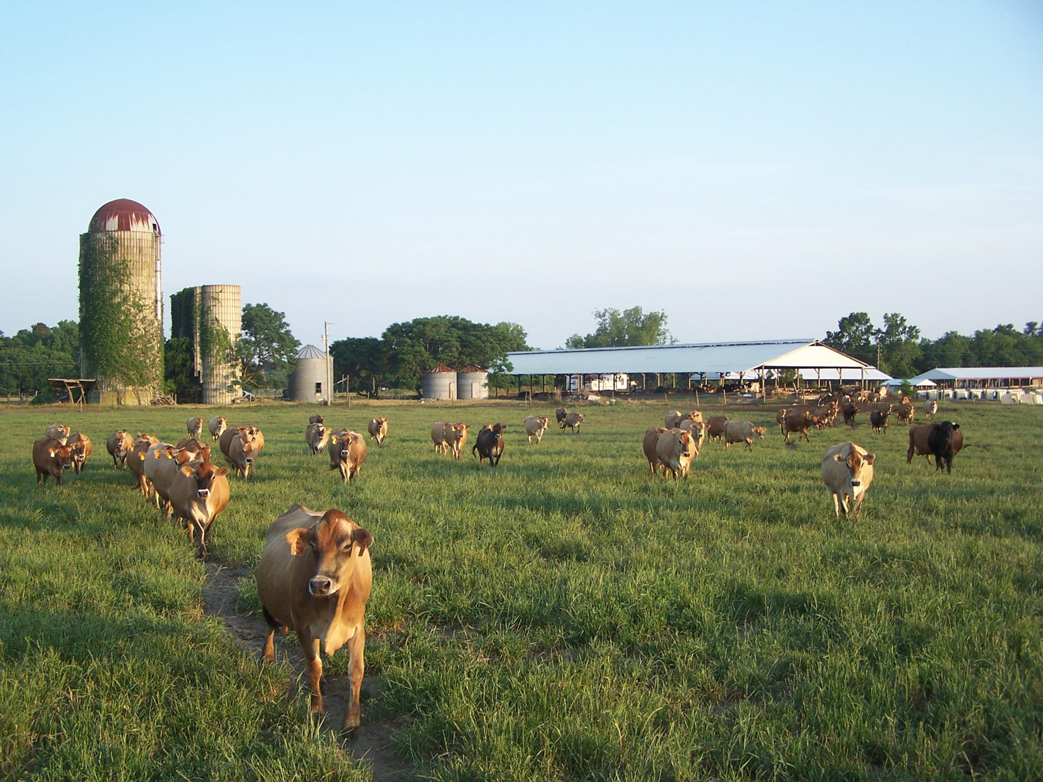 cows on local farm