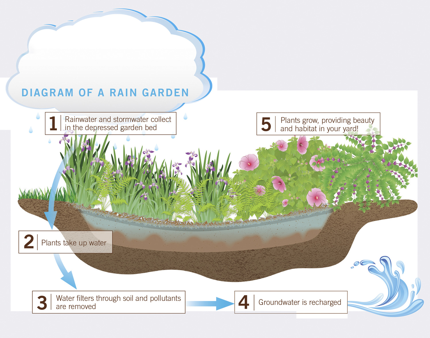 Rain Gardens Offer Solution to Storm Water Pollution Edible Columbia