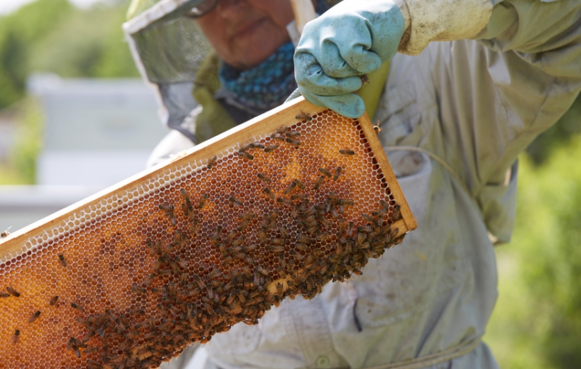 Bee keeper with frame