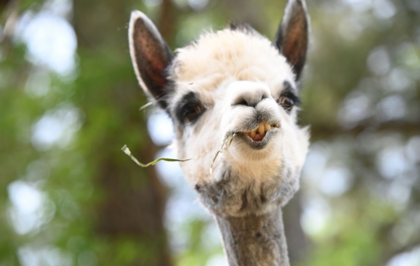 alpaca with straw in its mouth