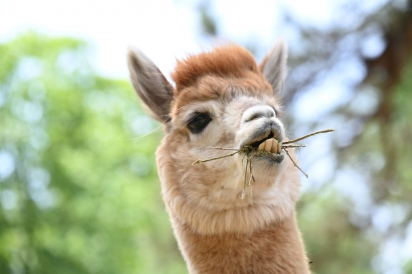 alpaca eating straw