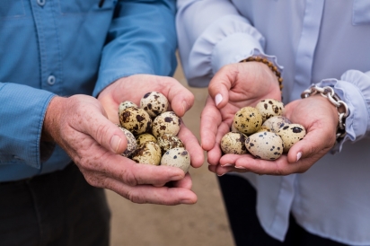holding quail eggs