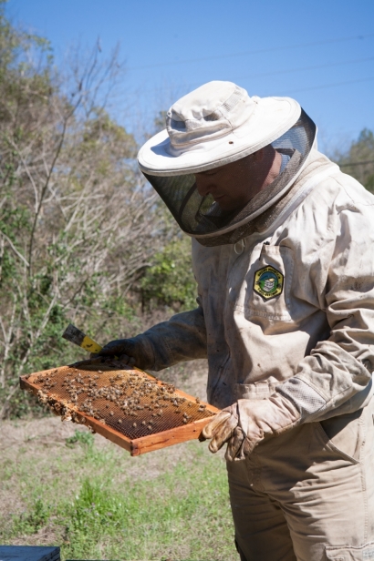 Danny Cannon inspecting a hive