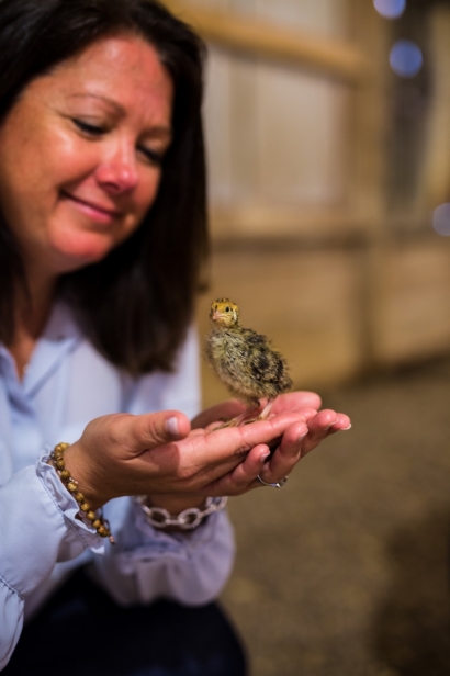 young quail chick and farmer 