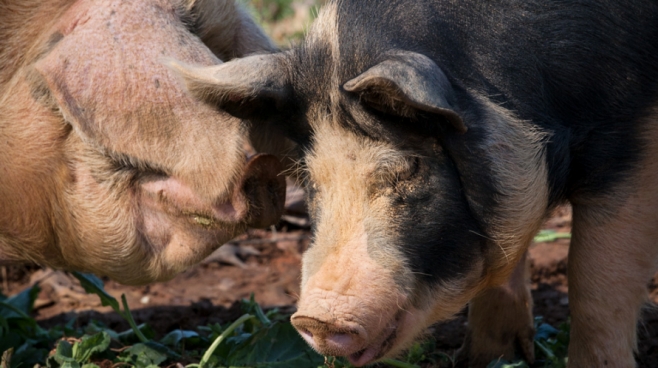Gloucestershire Old Spots and Berkshire sows