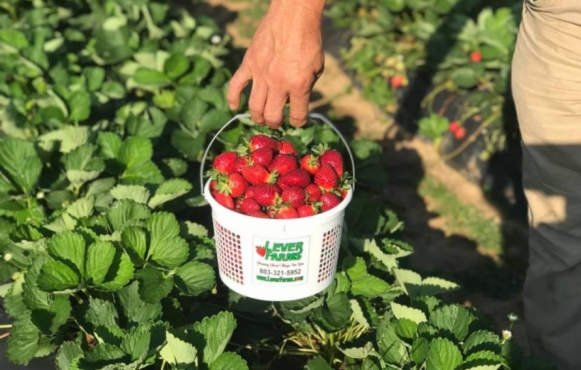 bucket of freshly picked strawberries